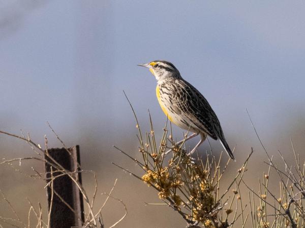 <h3><a href="/trips/Tucson_2023/biota/animalia/chordata/aves/040 passeriformes/124 icteridae/sturnella neglecta/sturnella neglecta-nl.html">Sturnella&nbsp;neglecta</a> / Western&nbsp;meadowlark / Geelkaakweidespreeuw</h3>OM-1 met M.300mm F4.0 + MC-14, 1/4000 sec  bij F5.6, ISO 800, afstand 44.2&nbsp;m